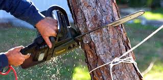 Why Choose Our Tree Removal Services in Bridgeview, IL?