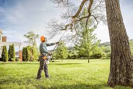 Best Tree Removal  in Bridgeview, IL