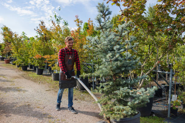 Lawn Watering Services in Bridgeview, IL